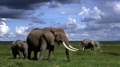 Clouds nature Animals elephants