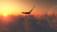 Clouds nature Birds skyscapes