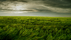 Clouds nature fields