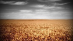 Clouds nature fields wheat