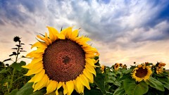 Clouds nature Flowers skyscapes