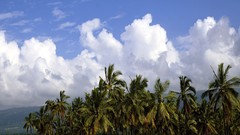 Clouds nature palm trees