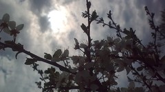 Clouds nature sun Trees