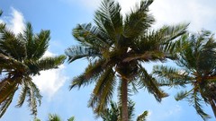 Clouds palm trees tropical skies