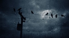 Clouds rain Birds silhouettes power lines