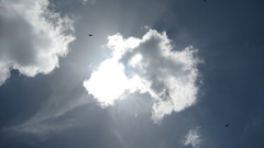 Clouds skyscapes Birds sun