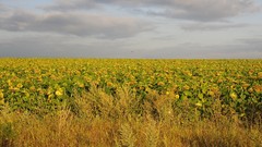 Clouds Sunflowers fields skies
