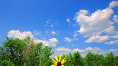 Clouds Sunflowers forests