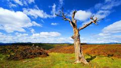 Clouds tree landscape alone