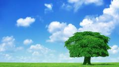 Clouds Trees grass skyscapes