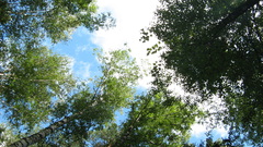 Clouds Trees skyscapes