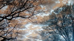 Clouds Trees skyscapes