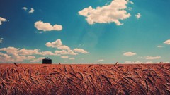 Clouds wheat meadows vintage houses fields skies skyscapes