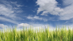 Clouds wheat nature artwork