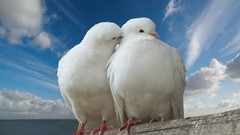 Clouds white Birds Pigeons