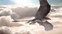 Clouds wings sun Birds