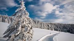 Clouds winter Trees TV