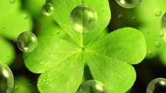 Clover