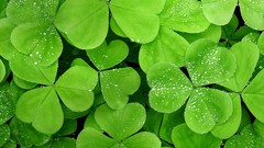 Clovers nature windows 8