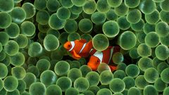 Clownfish