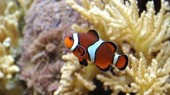 Clownfish
