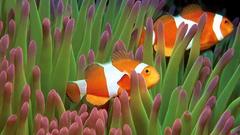 Clownfish