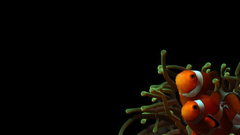Clownfish sea anemones