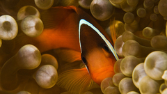 Clownfish sea anemones fish