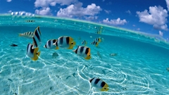 Coast fish tropical split-view