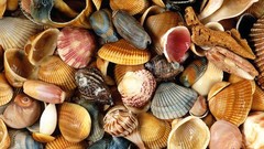 Coast Florida seashells