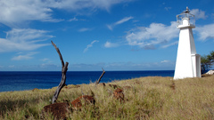 Coast grass Hawaii branches