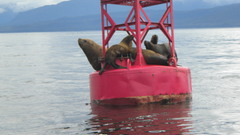 Coast guard high looking