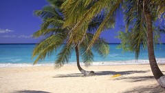 Coast palm trees Sea