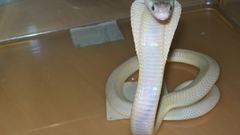 Cobra snakes albino