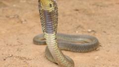 Cobra snakes Mozambique