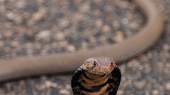 Cobra snakes Reptiles