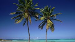 Coconut Palms Bahamas
