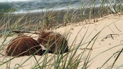 Coconut sand grass nature