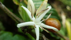 Coffee bean flower in