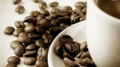 Coffee Coffee Beans