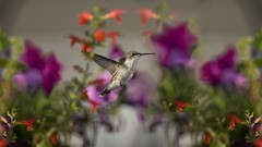 Colibri
