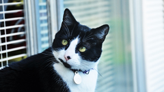 Collar animal cats black