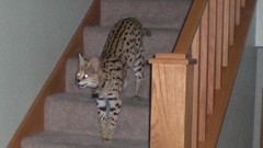 Collar serval Spotted wildcat