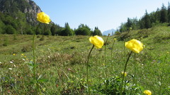 Color field flower Flowers