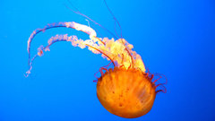 Color jelly Aquarium and