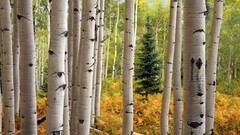 Colorado Aspen forests