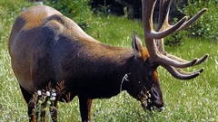 Colorado elk