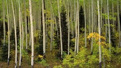 Colorado grove Aspen forests National