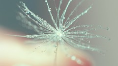 Colored seeds Coldness