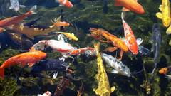 Colorful pond Animals koi